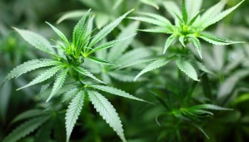 Ganja Menjadi Headline Dalam Dunia Medis Akan Manfaat Dan Efeknya